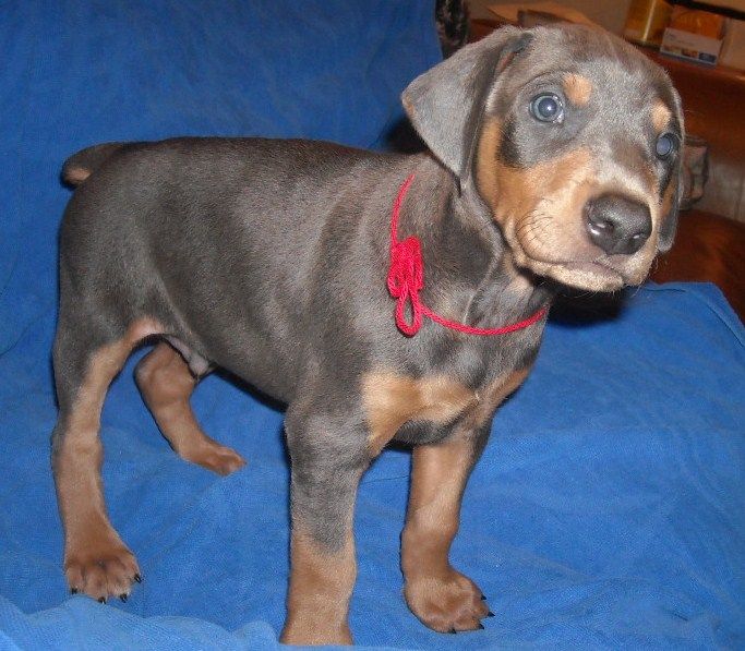 blue male doberman puppy