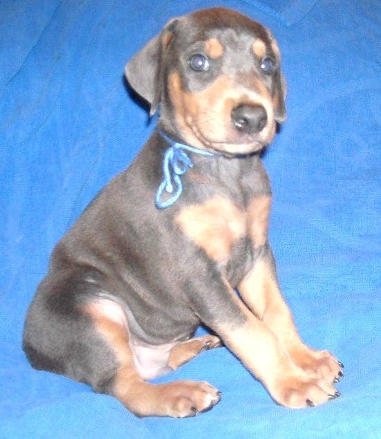 blue male doberman puppy