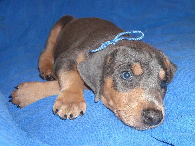 blue male doberman puppy