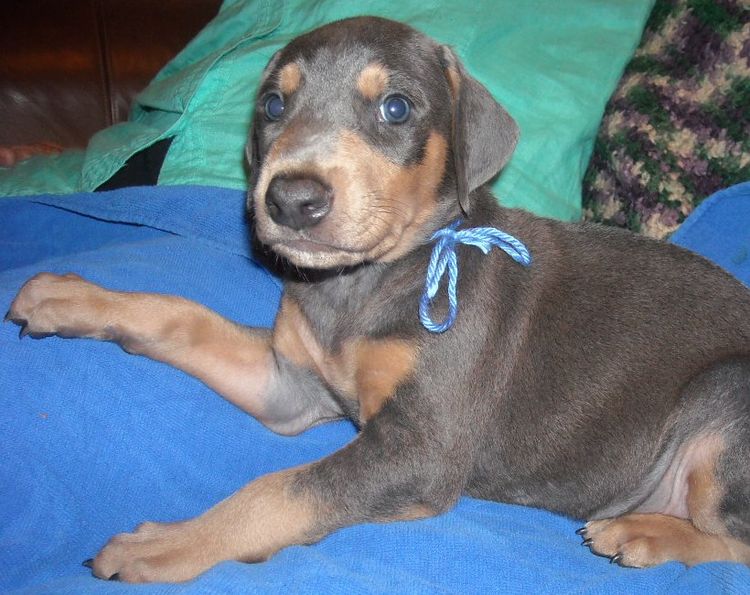 blue male doberman puppy