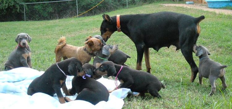 doberman puppies blacks and blues