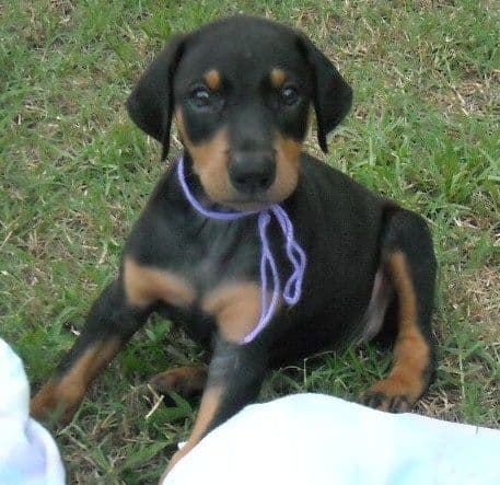 doberman puppy black female