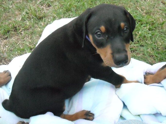 doberman puppy black female