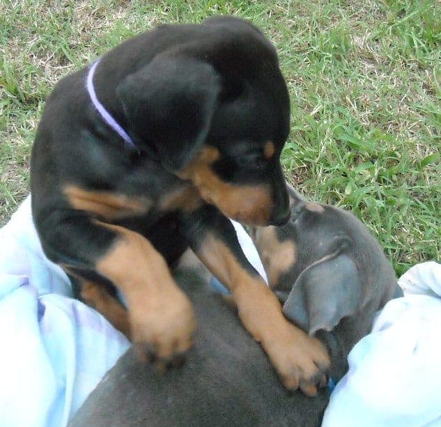 doberman puppy black female