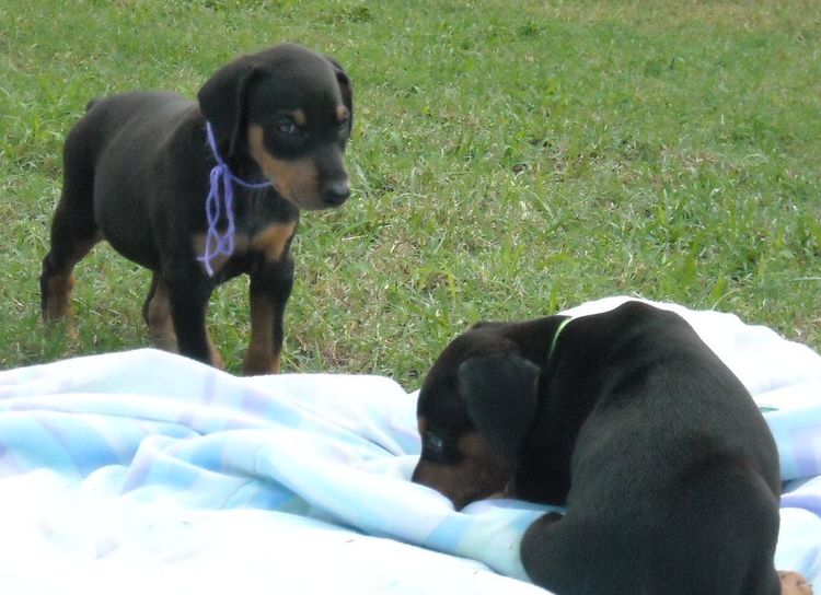 doberman puppy black female