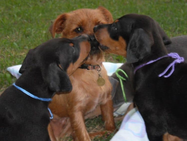Watsons' doberman puppies' manny