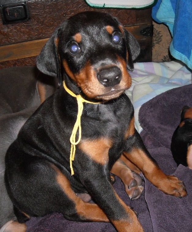 black male doberman puppy