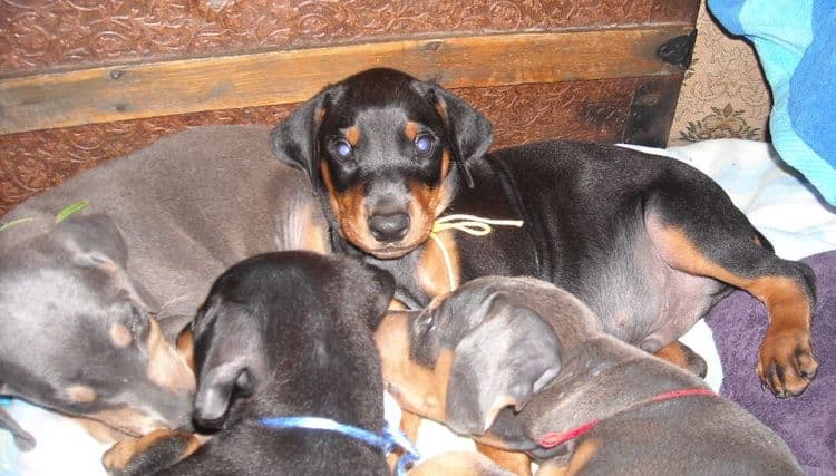 black male doberman puppy