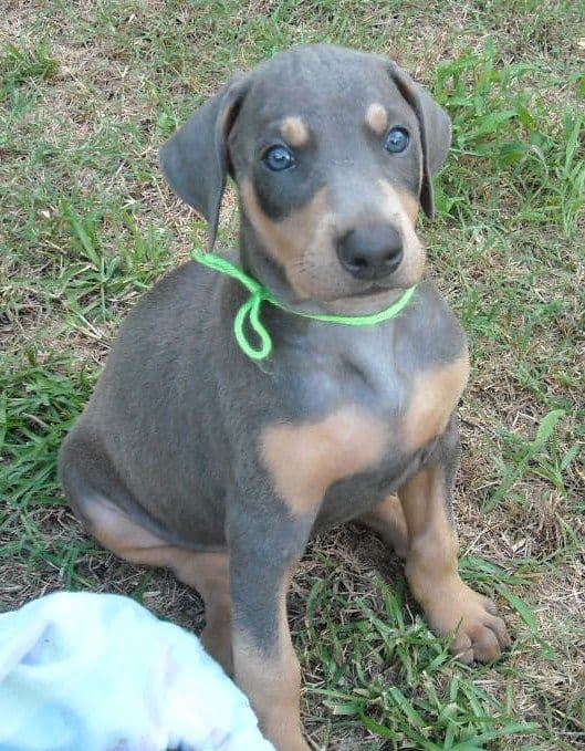 blue and rust male dobie pups