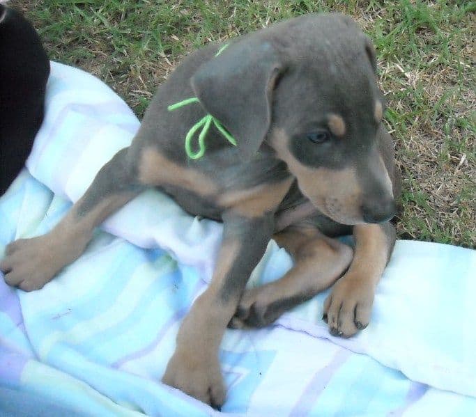 blue and rust male dobie pups