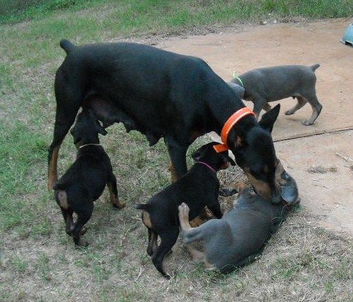 black and blue male doberman puppies