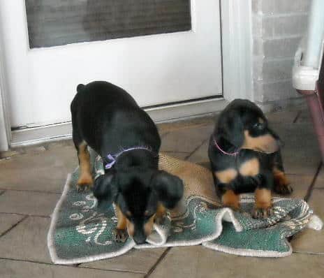 7 week old doberman puppies