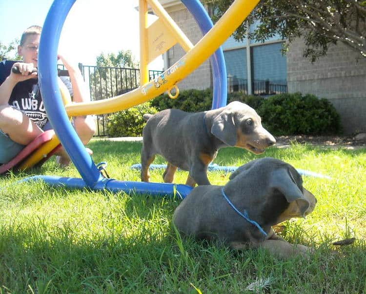 7 week old doberman puppies