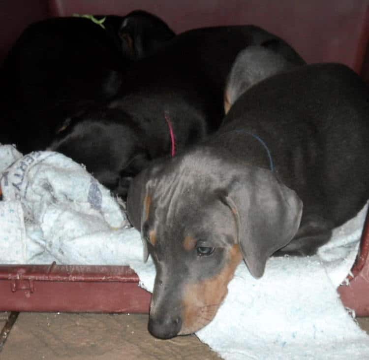 7 week old doberman puppies