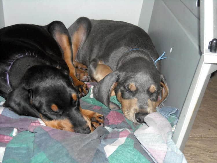 7 week old doberman puppies