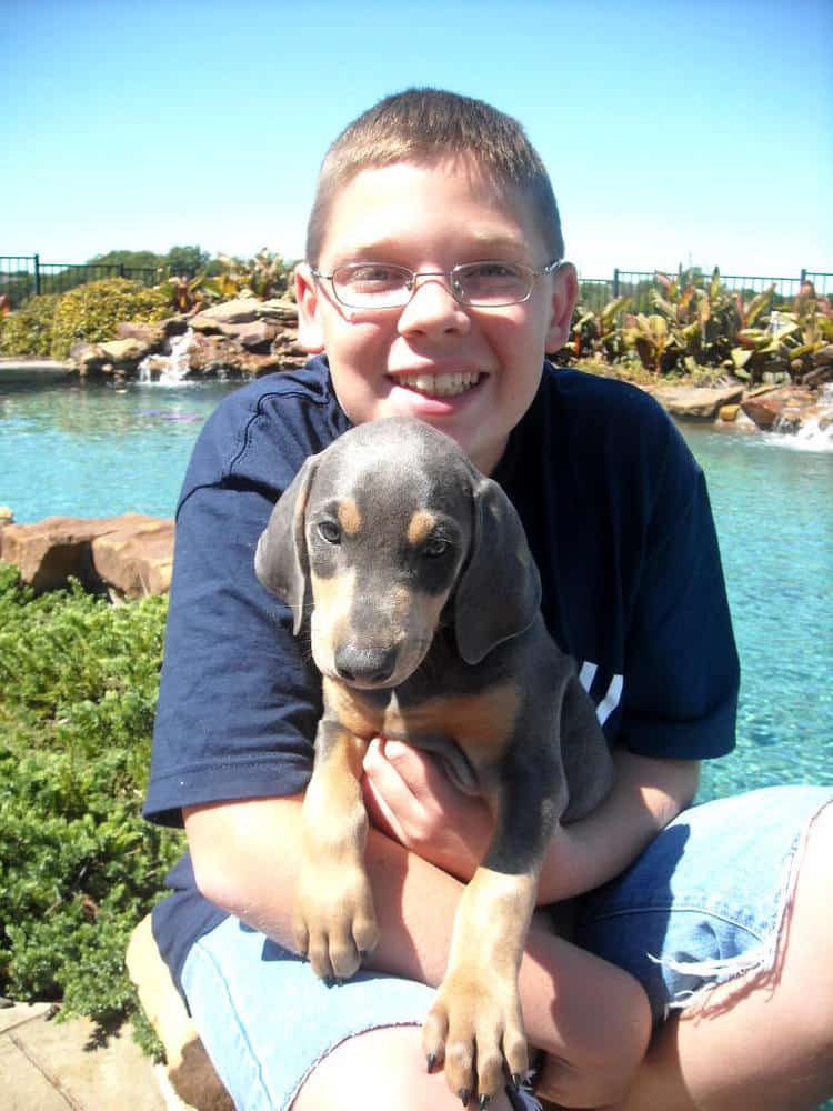 7 week old doberman puppies