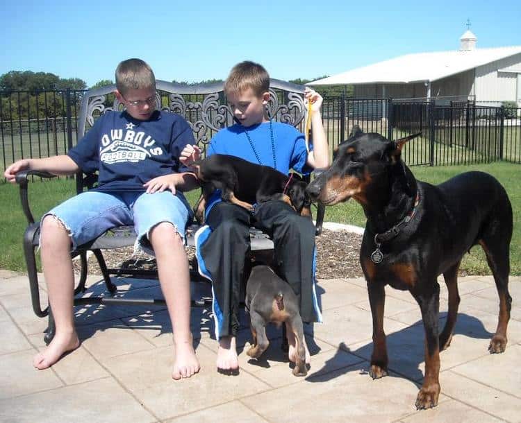 7 week old doberman puppies