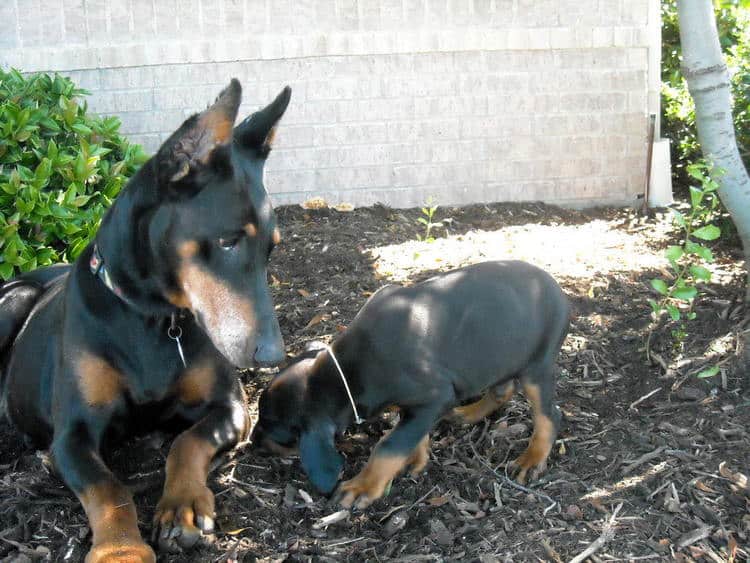 7 week old doberman puppies