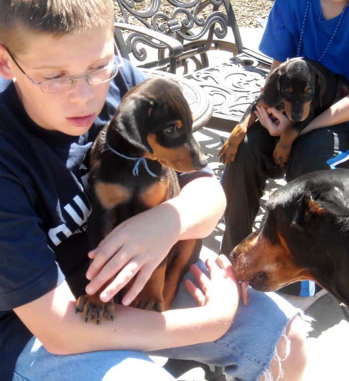 black male doberman puppy