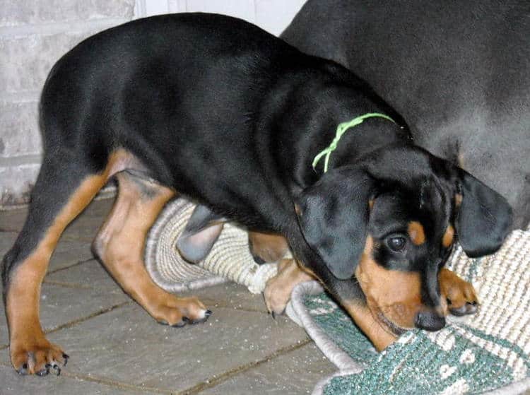 black female doberman puppy