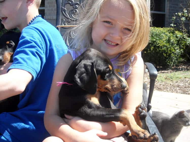 black female doberman puppy