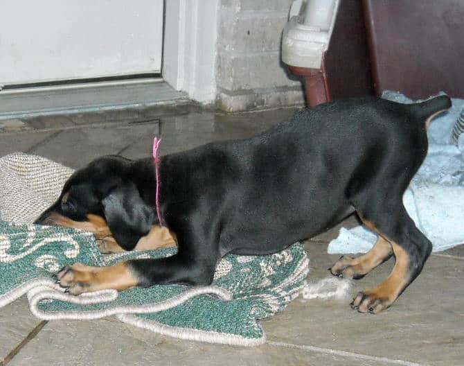 black female doberman puppy