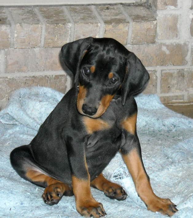 black female doberman puppy