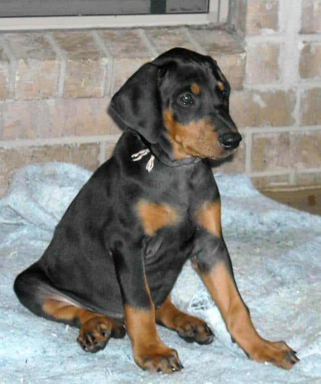 black female doberman puppy