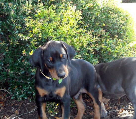 black male doberman puppy