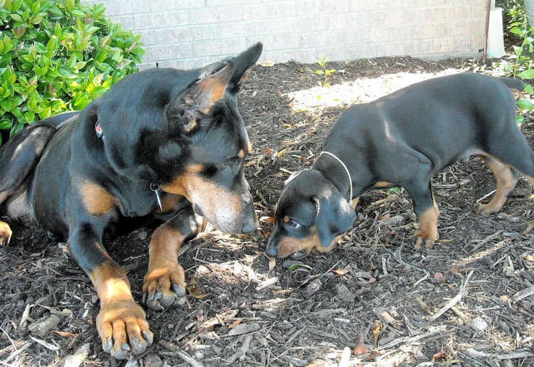 black male doberman puppy