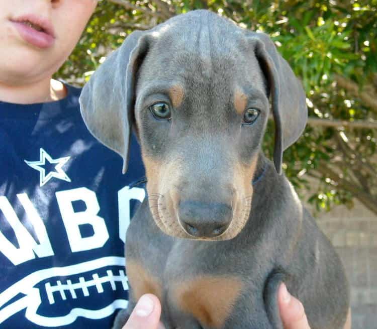 blue male doberman puppy