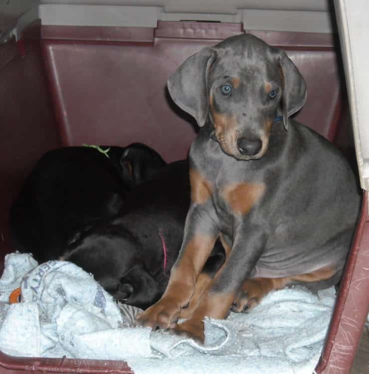 blue male doberman puppy