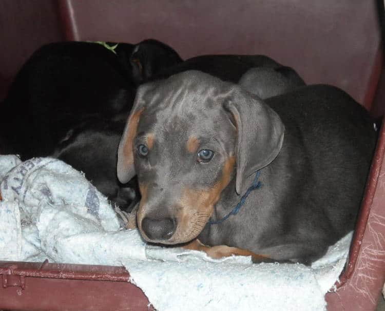 blue male doberman puppy