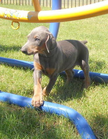 blue male doberman puppy