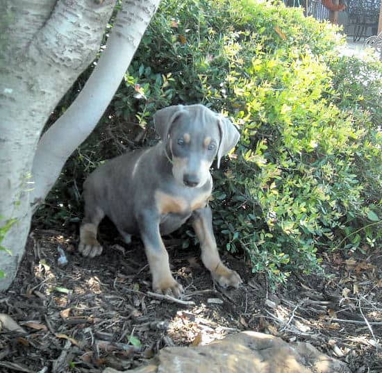 blue and rust male dobie pups