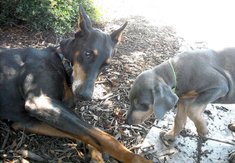 blue and rust male dobie pups