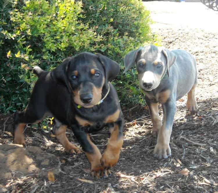 blue and rust and black and rust male dobie pups