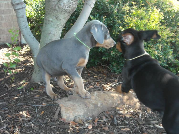 blue and rust and black and rust male dobie pups