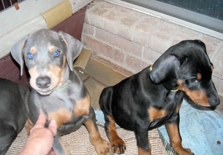 black and blue male doberman puppies