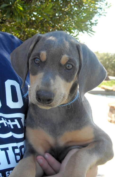 7 week old blue rust doberman male pup