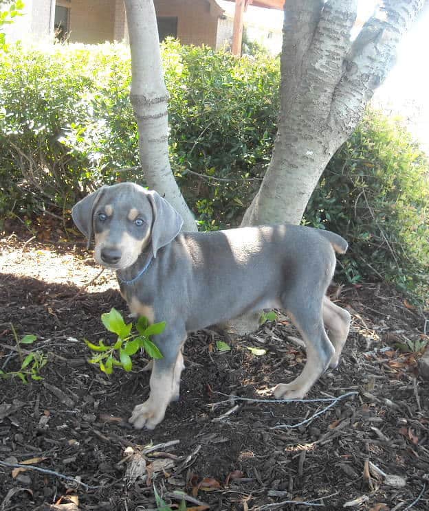 7 week old blue rust doberman male pup