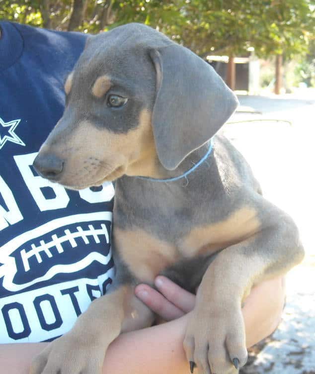 7 week old blue rust doberman male pup