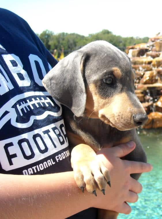 7 week old blue rust doberman male pup