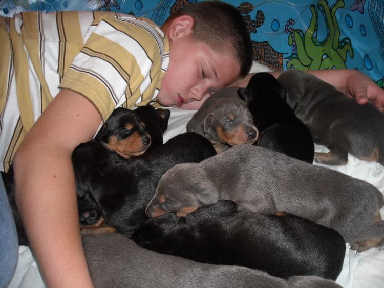 doberman pinscher puppies