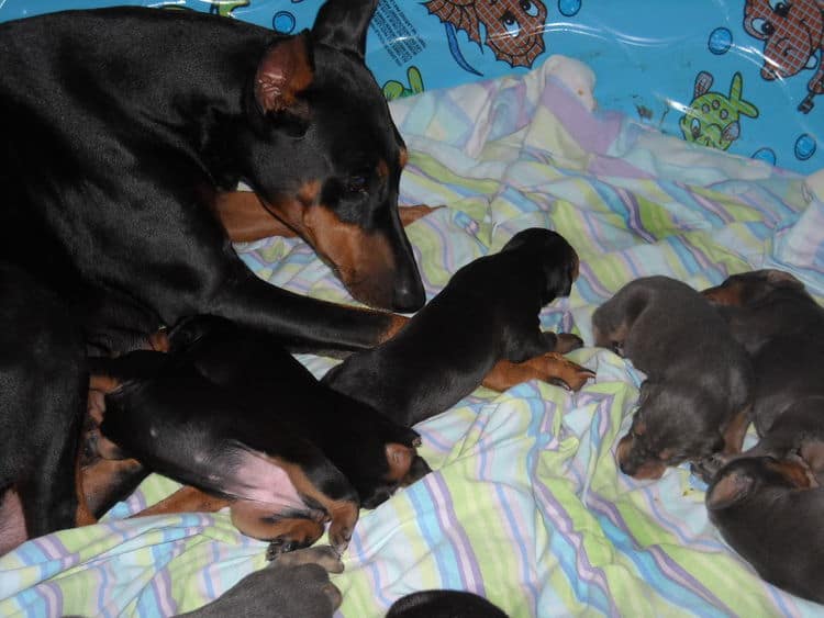 doberman pinscher puppies