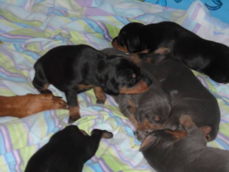 doberman pinscher puppies