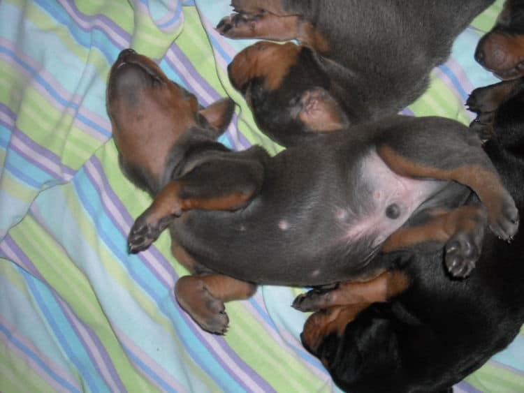 doberman pinscher puppies