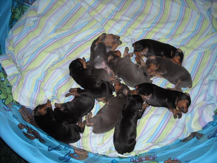 doberman pinscher puppies