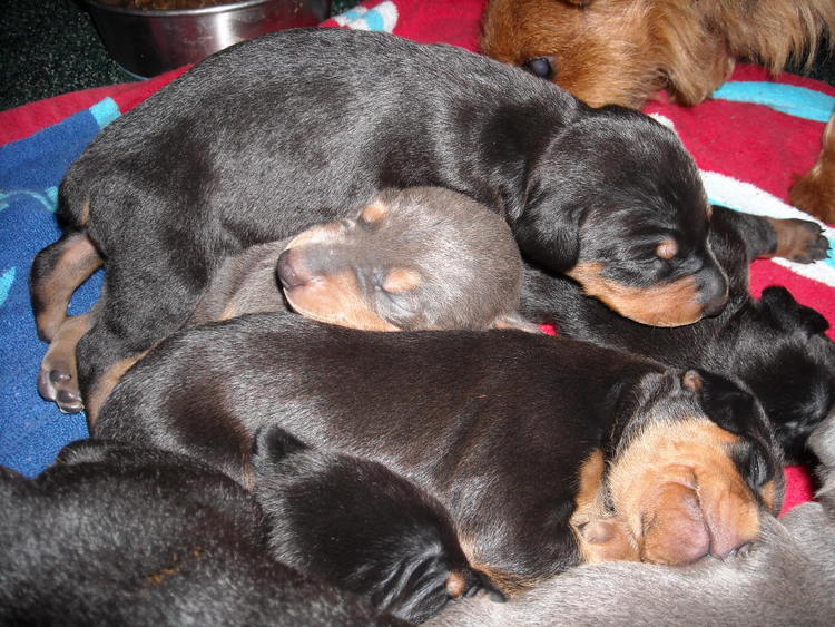 doberman pinscher puppies