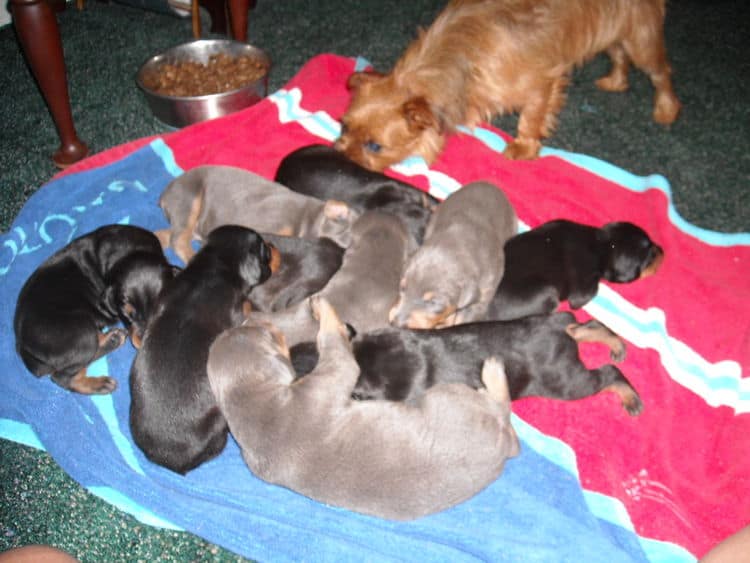 doberman pinscher puppies